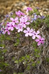 Spreading Phlox