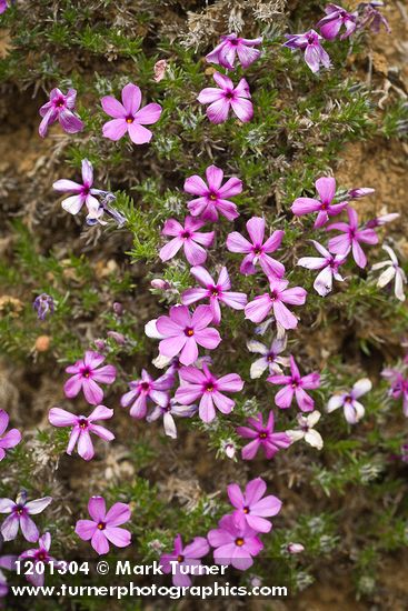 Phlox diffusa