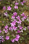 Spreading Phlox