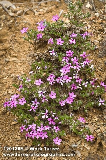 Phlox diffusa