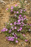 Spreading Phlox