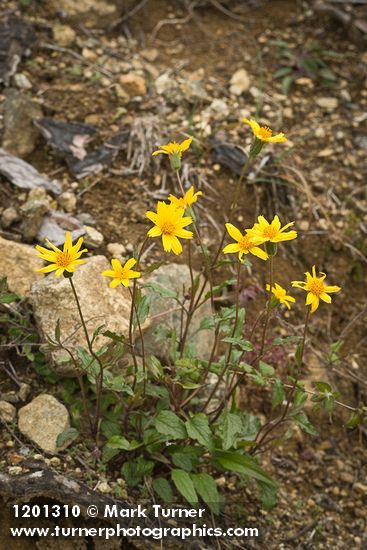 Arnica cernua