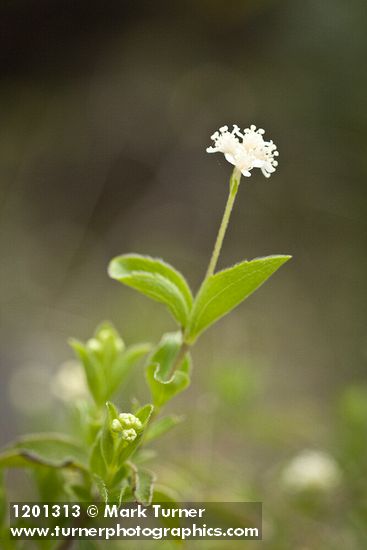 Whipplea modesta