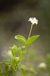 Whipplevine blossoms & foliage