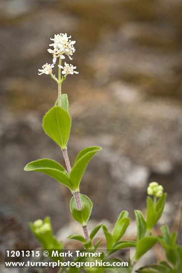 Whipplea modesta