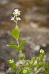 Whipplevine blossoms & foliage