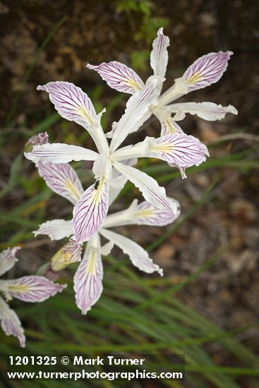 Iris chrysophylla