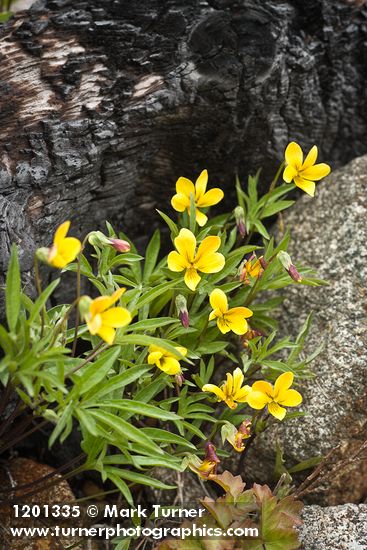 Viola douglasii