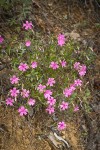 Showy Phlox