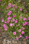 Showy Phlox