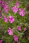 Showy Phlox blossoms