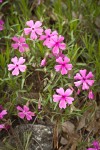 Showy Phlox