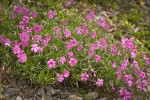 Showy Phlox