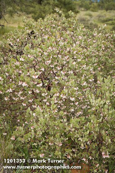 Arctostaphylos canescens