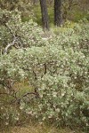 Hoary Manzanita