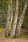 Tanoak trunks