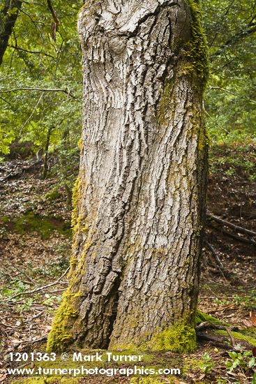 Notholithocarpus densiflorus