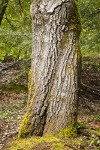 Tanoak trunk