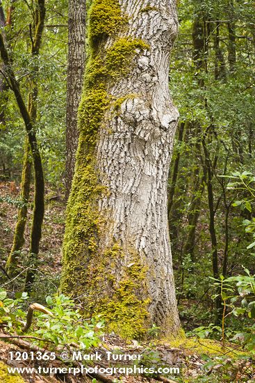Notholithocarpus densiflorus