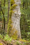 Tanoak trunk