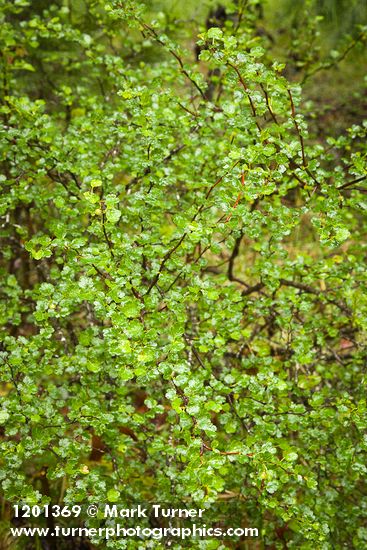 Ribes roezlii