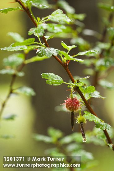 Ribes roezlii