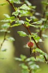 Sierra Gooseberry fruit & foliage