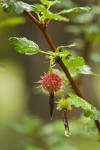 Sierra Gooseberry fruit & foliage