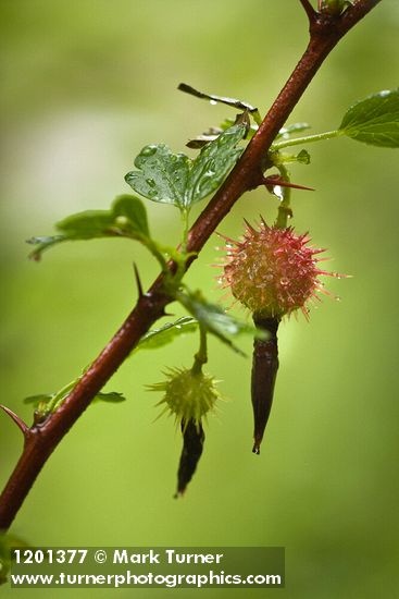 Ribes roezlii