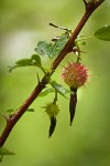 Sierra Gooseberry fruit & foliage