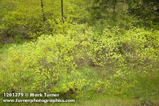 Salix tracyi