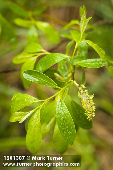 Salix tracyi