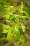 Tracy's Willow foliage & female catkin