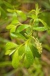 Tracy's Willow foliage & female catkin