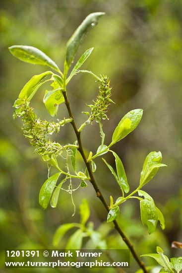 Salix tracyi