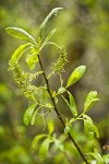 Tracy's Willow foliage & female catkins