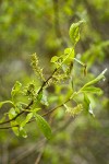 Tracy's Willow foliage & female catkins