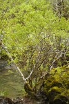 Tracy's Willow at edge of Patrick Creek