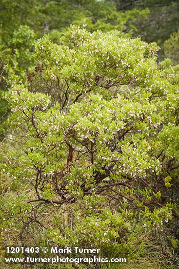 Arctostaphylos glandulosa