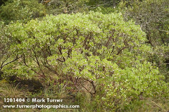 Arctostaphylos glandulosa