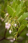 Eastwood's Manzanita blossoms & foliage