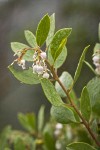 Eastwood's Manzanita blossoms & foliage