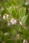 Eastwood's Manzanita blossoms & foliage