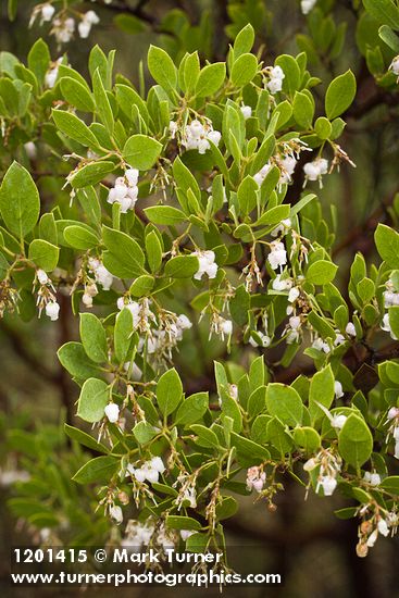 Arctostaphylos glandulosa