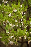 Eastwood's Manzanita blossoms & foliage