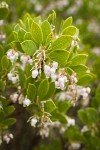 Eastwood's Manzanita blossoms & foliage