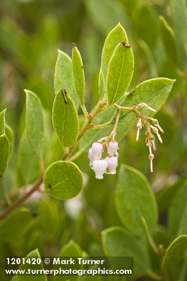 Arctostaphylos glandulosa