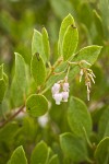 Eastwood's Manzanita blossoms & foliage