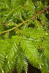 Coast Redwood foliage