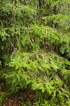 Coast Redwood foliage